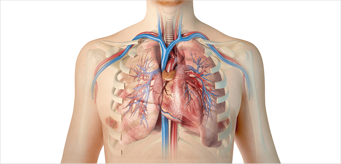 Diagrama da Anatomia Humana